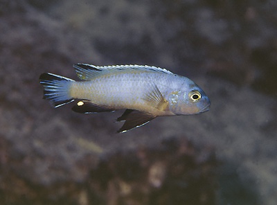 Maylandia sp. 'lime' Mbamba Islands
